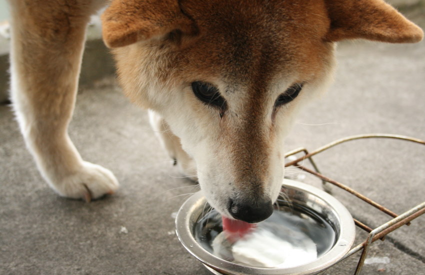 水を飲む老犬