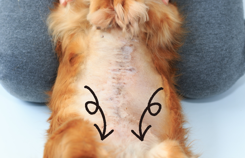 老犬　うんち　出ない　マッサージ