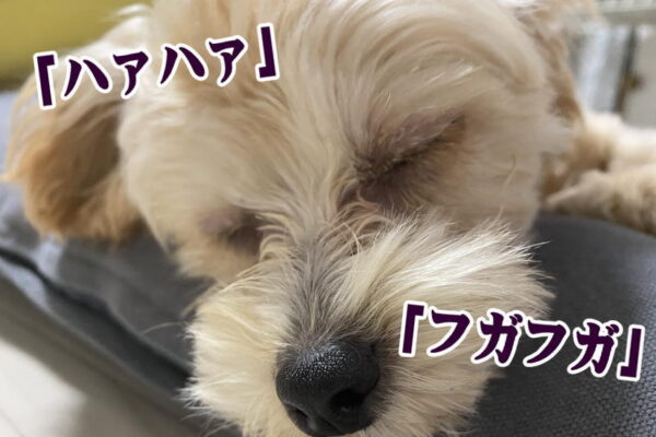 ハァハァ！フガフガ！老犬が寝ているのに呼吸が早いのは大丈夫なの？