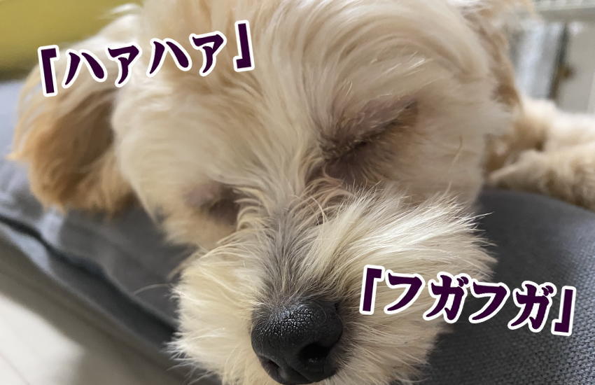 ハァハァ！フガフガ！老犬が寝ているのに呼吸が早いのは大丈夫なの？