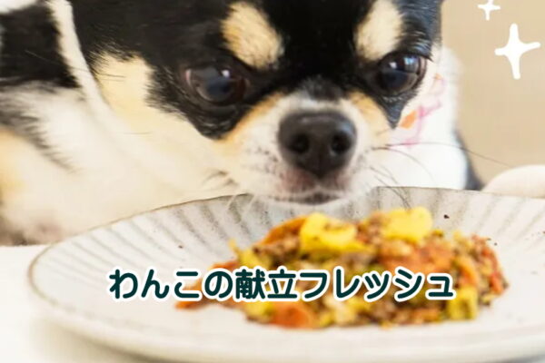 歯がない老犬のご飯にドックフードのふやかし方と便利な犬用スープ